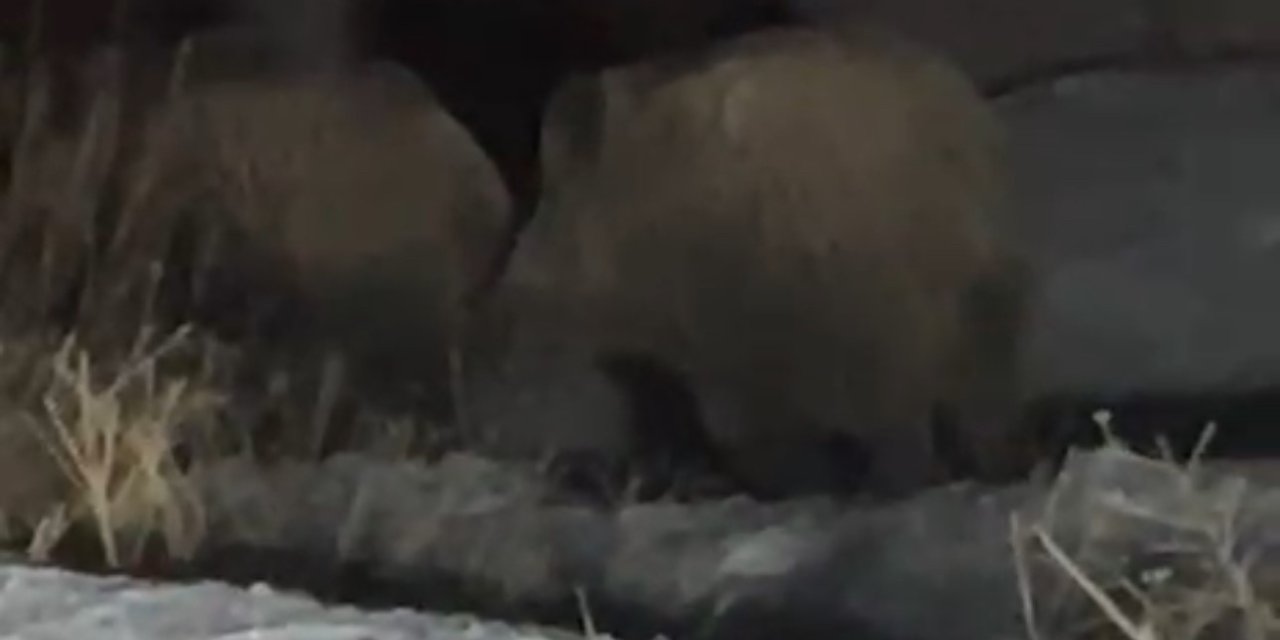 Yüksekova’da domuz sürüsü görüntülendi