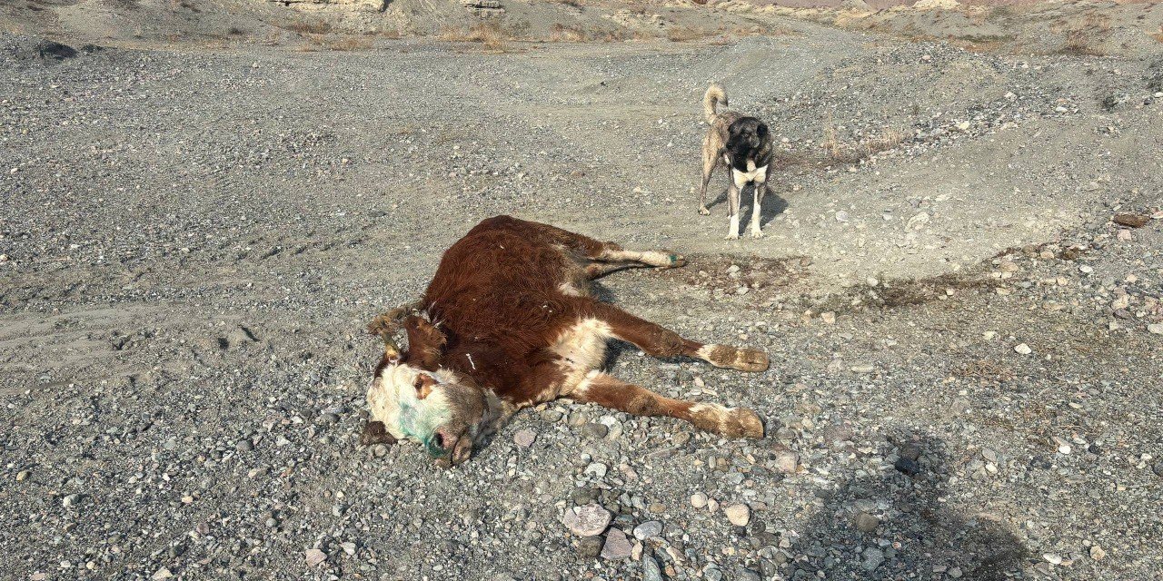 Erzincan’da tehlikeli sorumsuzluk: Şaplı hayvanlar meraya atıldı