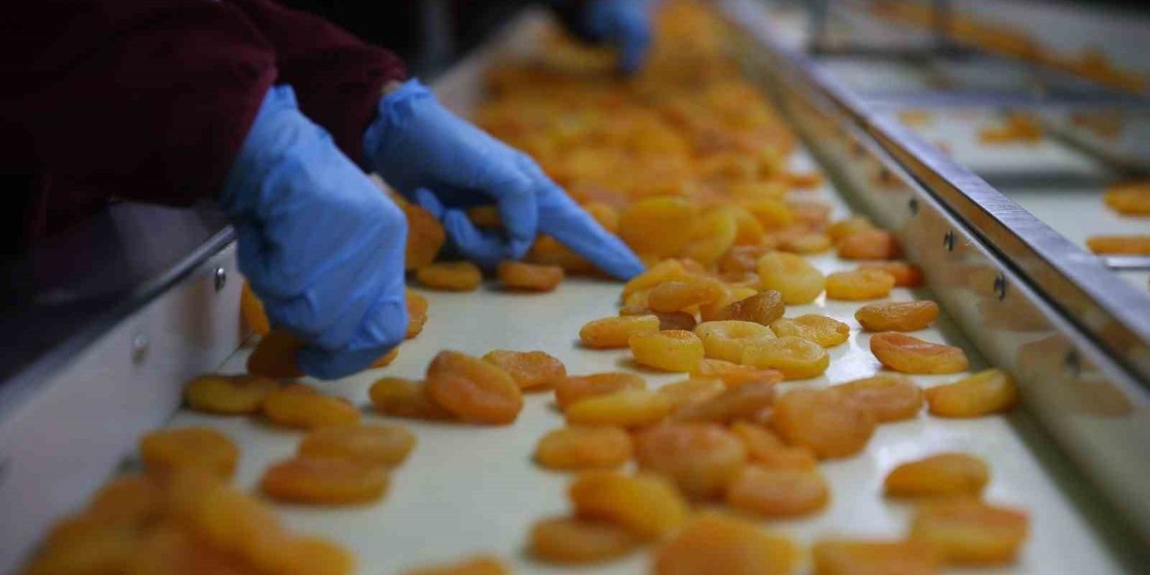 Zirai donun vurduğu coğrafi işaretli Malatya kayısısında hedef 300 milyon dolar gelir