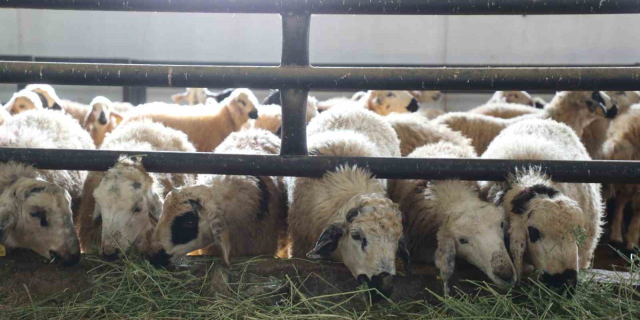 Devletten aldığı destekle küçükbaş hayvan çiftliği açtı