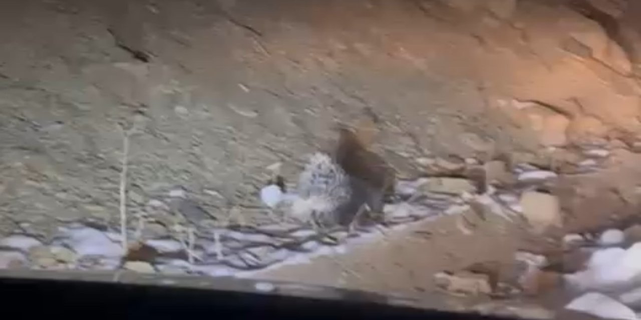 Yüksekova’da Hint oklu kirpi görüntülendi