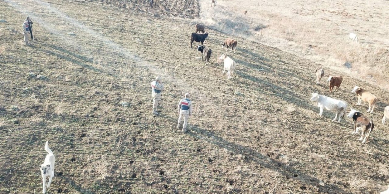 Refahiye’de kaybolan hayvanlar bulunarak sahibine teslim edildi