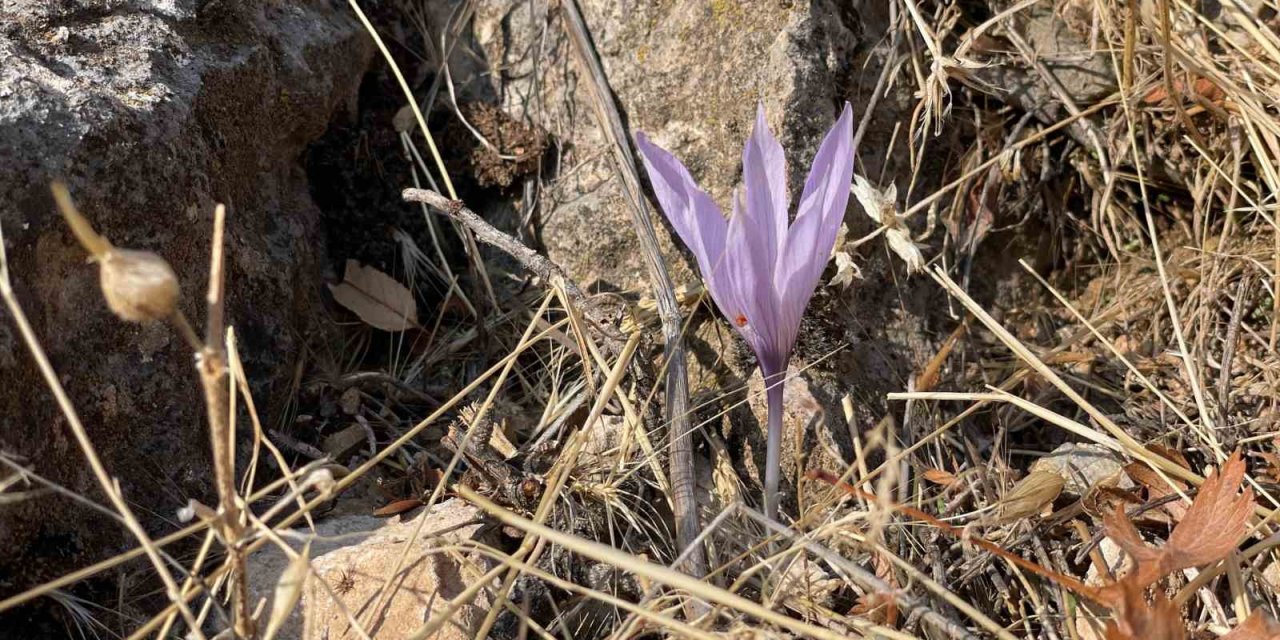 Ölbe Vadisi’nde sonbaharda nadir çiğdemler görüntülendi