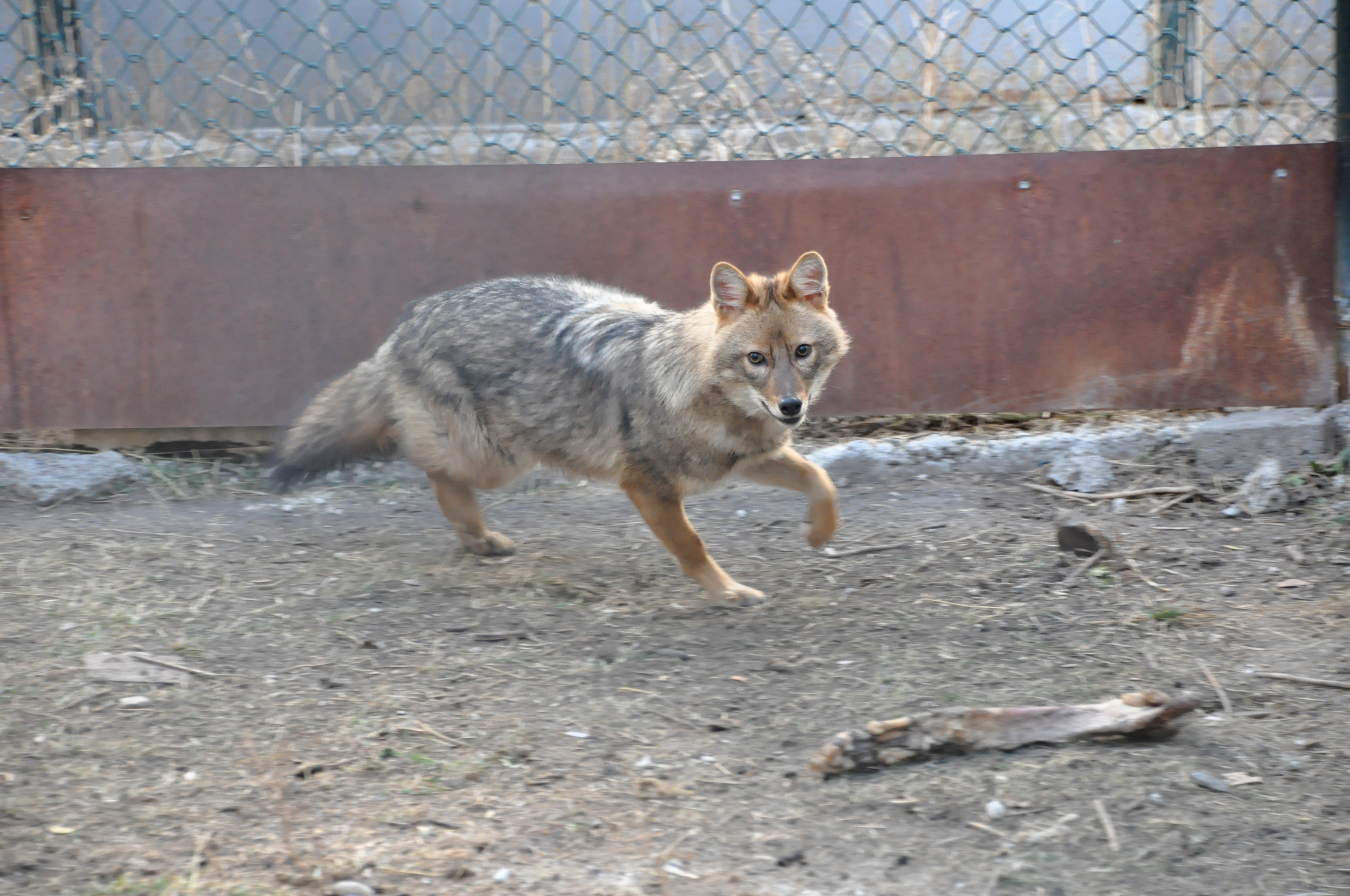 Kars'ta 4 bin 500 yaralı yaban hayvanı tedavi edildi