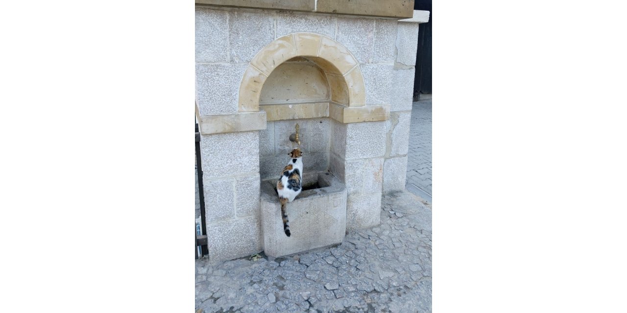 Kemaliye’nin sevimli kedisi ‘Tekir’ çeşme başı müdavimi oldu