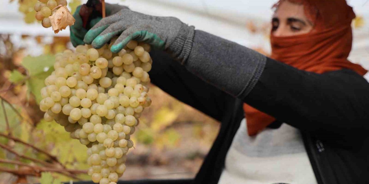 Elazığ’da donun vurduğu üzümde rekolte yüzde 80 düştü