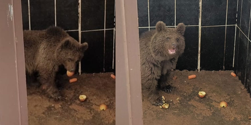 Meyvelerle beslenen yavru ayı tedavi edildi, doğaya bırakılacak