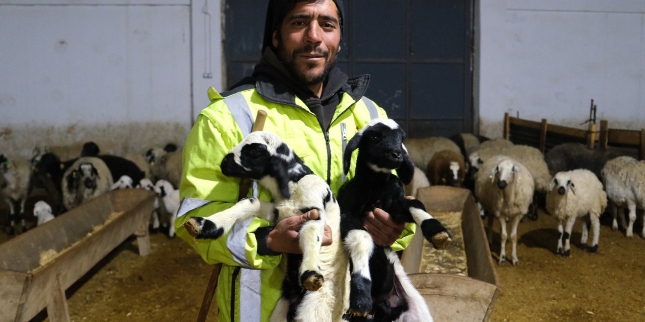 Erzincan’da yılın ilk kuzuları doğdu: Üreticilerin umudu tazelendi