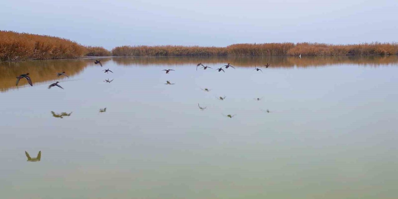 Bitlis’ten göç etmeyen kuşlar sıcak sulara sığındı