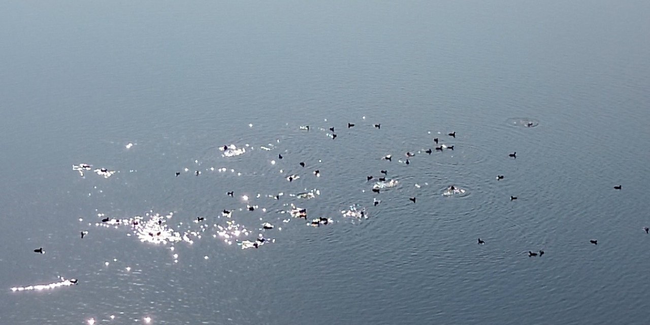 Kars Barajı, göçmen kuşların yeni mekan