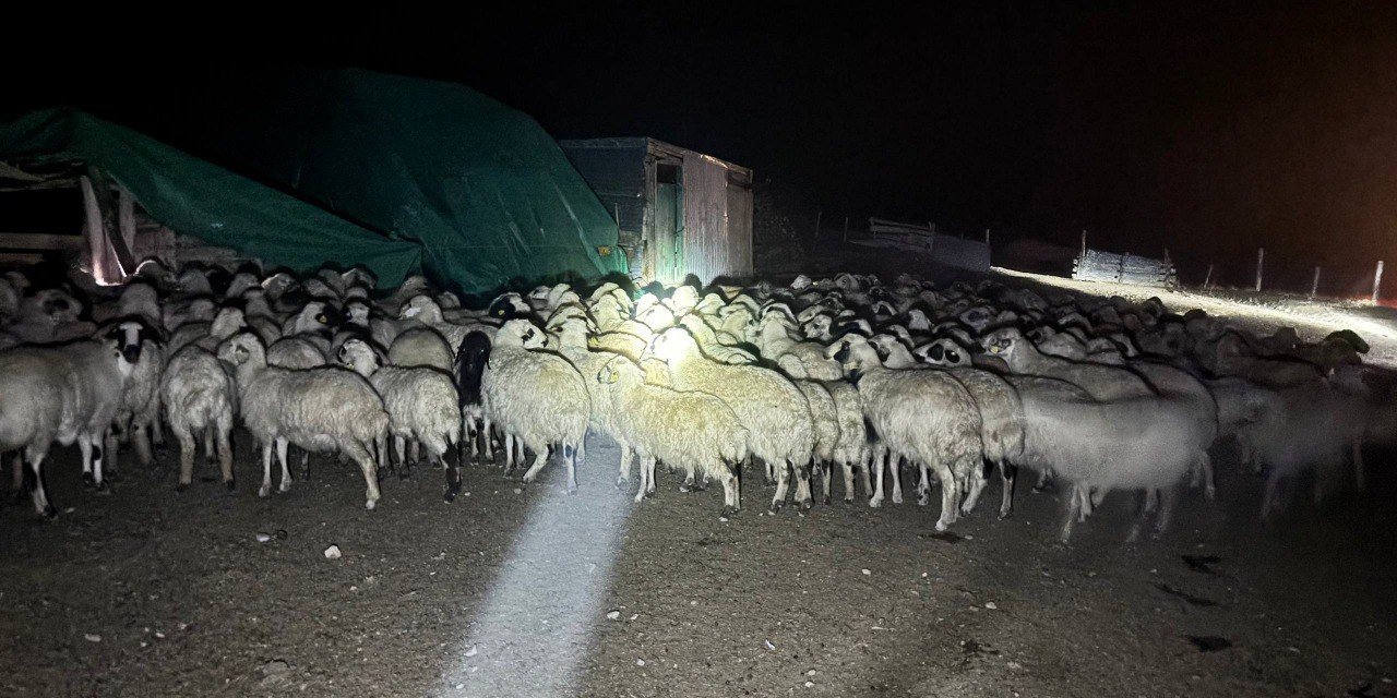 Yoğun siste kaybolan 200 koyun drone destekli aramayla bulundu
