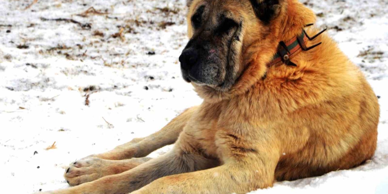Erzurum’da bir kayıp hikâyesi