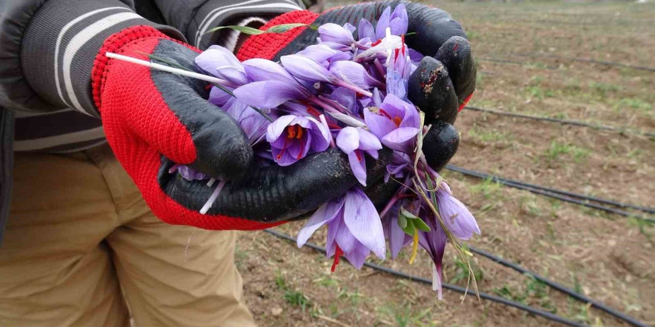 Malatya’da gramı 600 TL olan safran yok satıyor