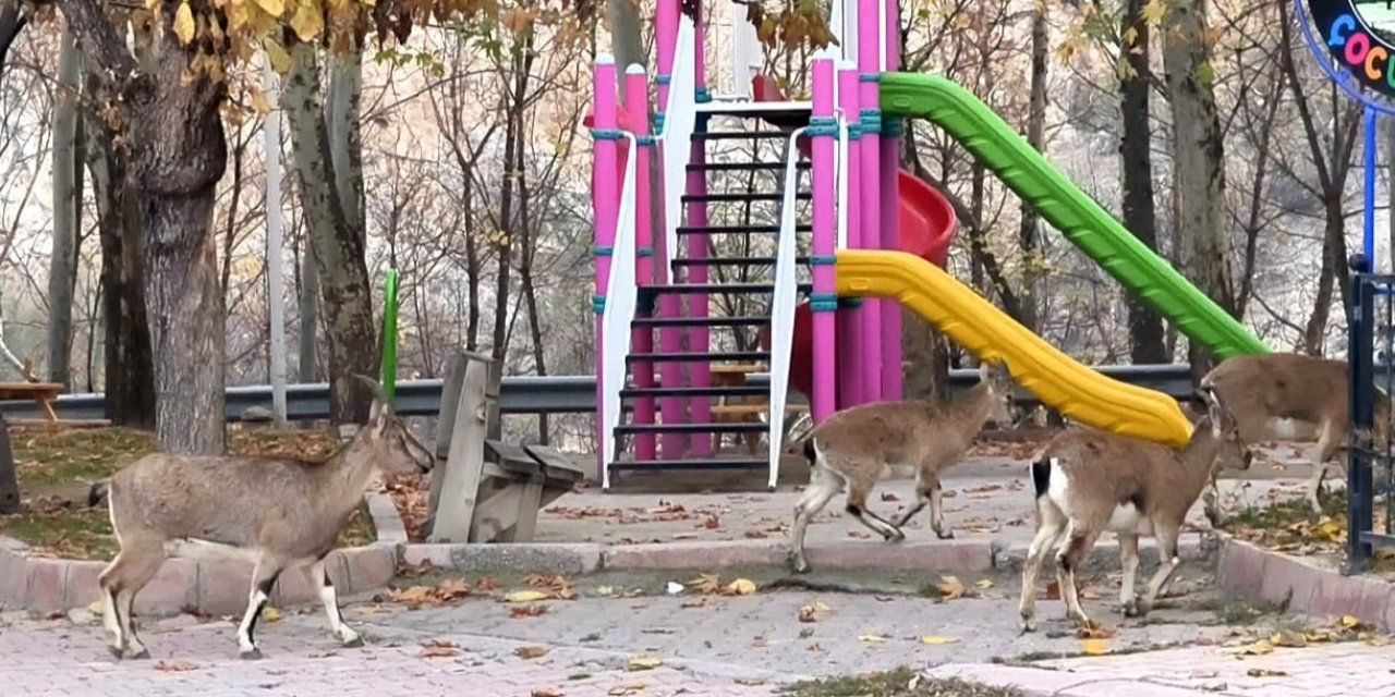 Çocuklar okula gidince, çocuk parkı yaban keçilerine kaldı