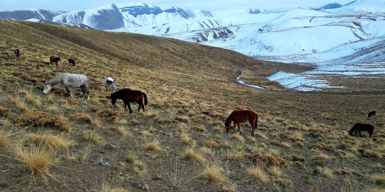 Nemrut Kalderası’nda at sürüsünün gizemli yolculuğu