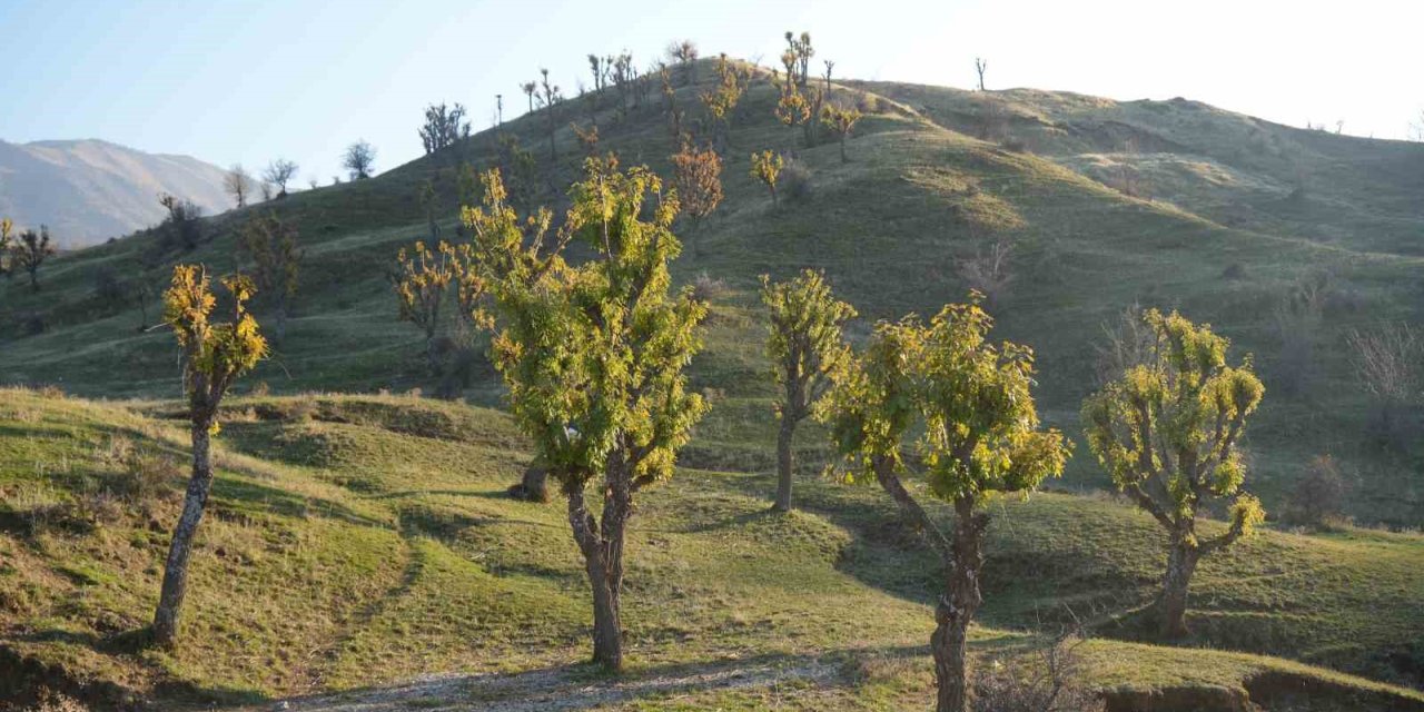 Köylüleri şaşırtan olay: Meşeler kış kapıdayken yeniden yeşerdi