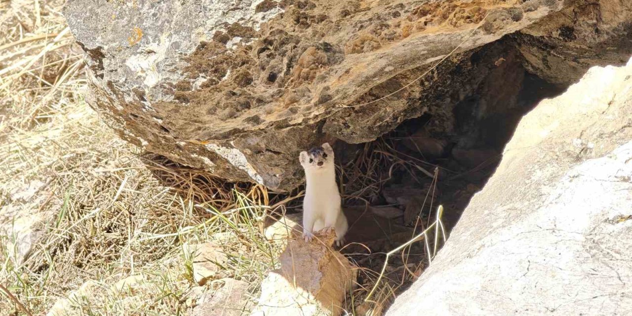 Hakkarili dağcılar nesli tükenen gelincik görüntüledi