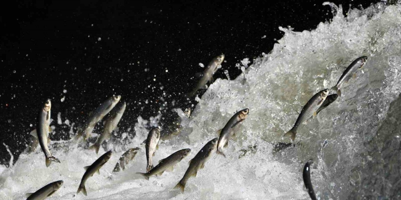 Prof. Dr. Alaeddinoğlu: "İnci kefalinin nesli ciddi tehdit altında"