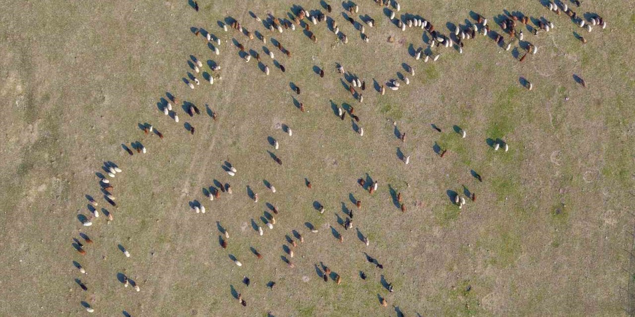 Muş’ta kar yağmayınca yem giderleri azaldı