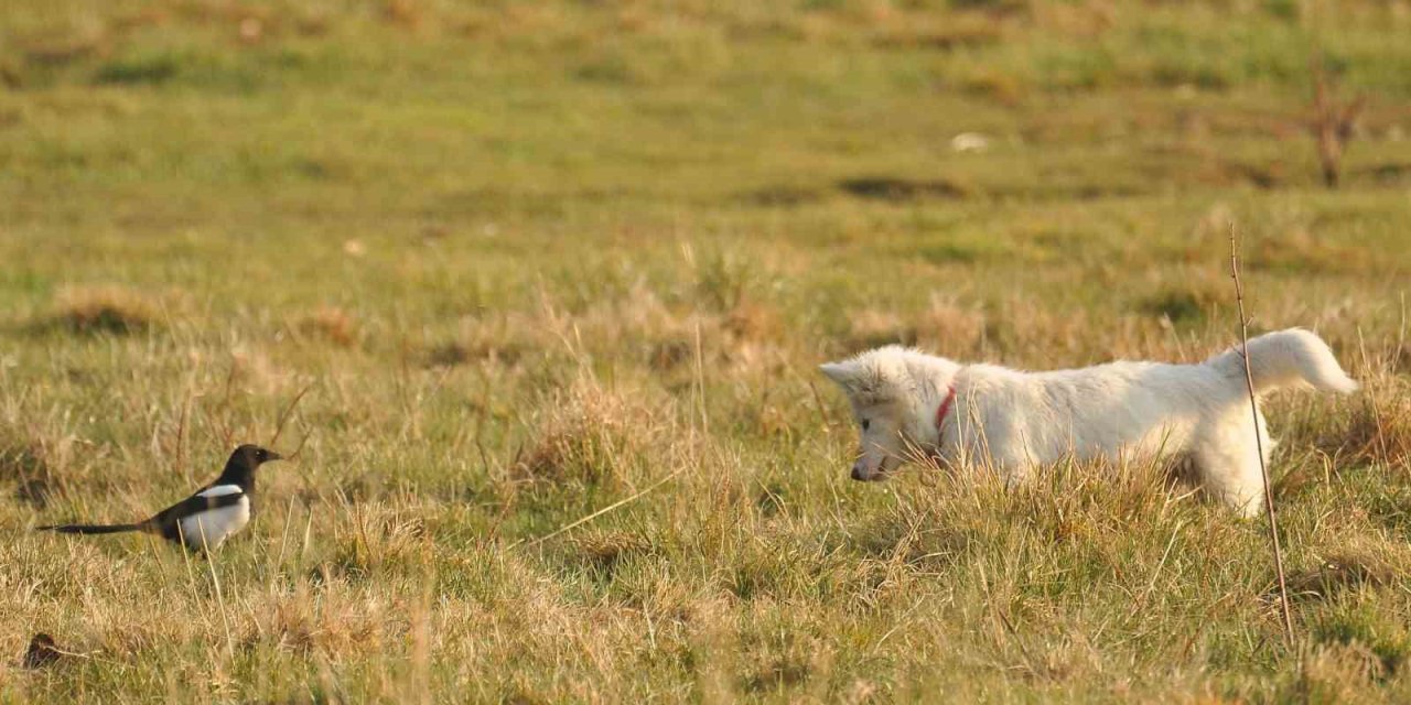 Van kedisine benzetti, fare avlayan köpek olduğu ortaya çıktı
