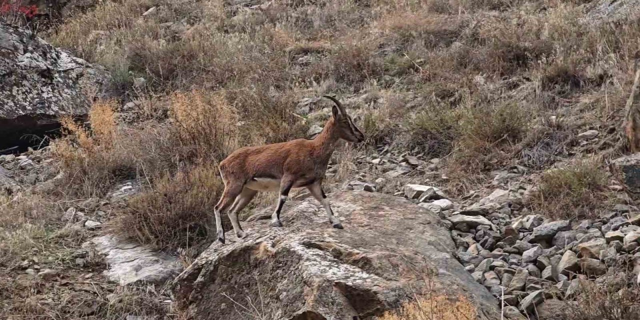 Dağ keçileri karayolu kenarına indi, görenler cep telefonlarına sarıldı