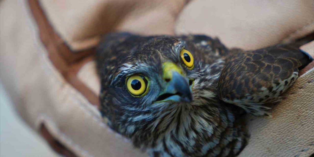 Muş’ta yaralı halde bulunan atmaca tedavi altına alındı