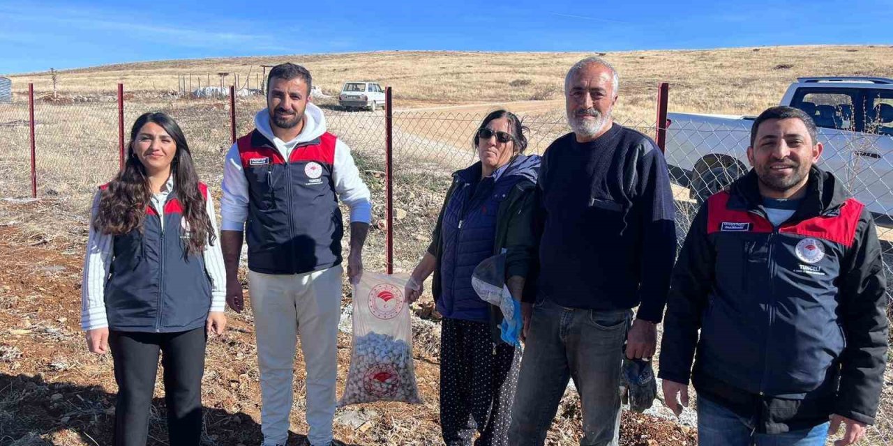 Tunceli’nin 4 ilçesinde sarımsak ekimi yapıldı