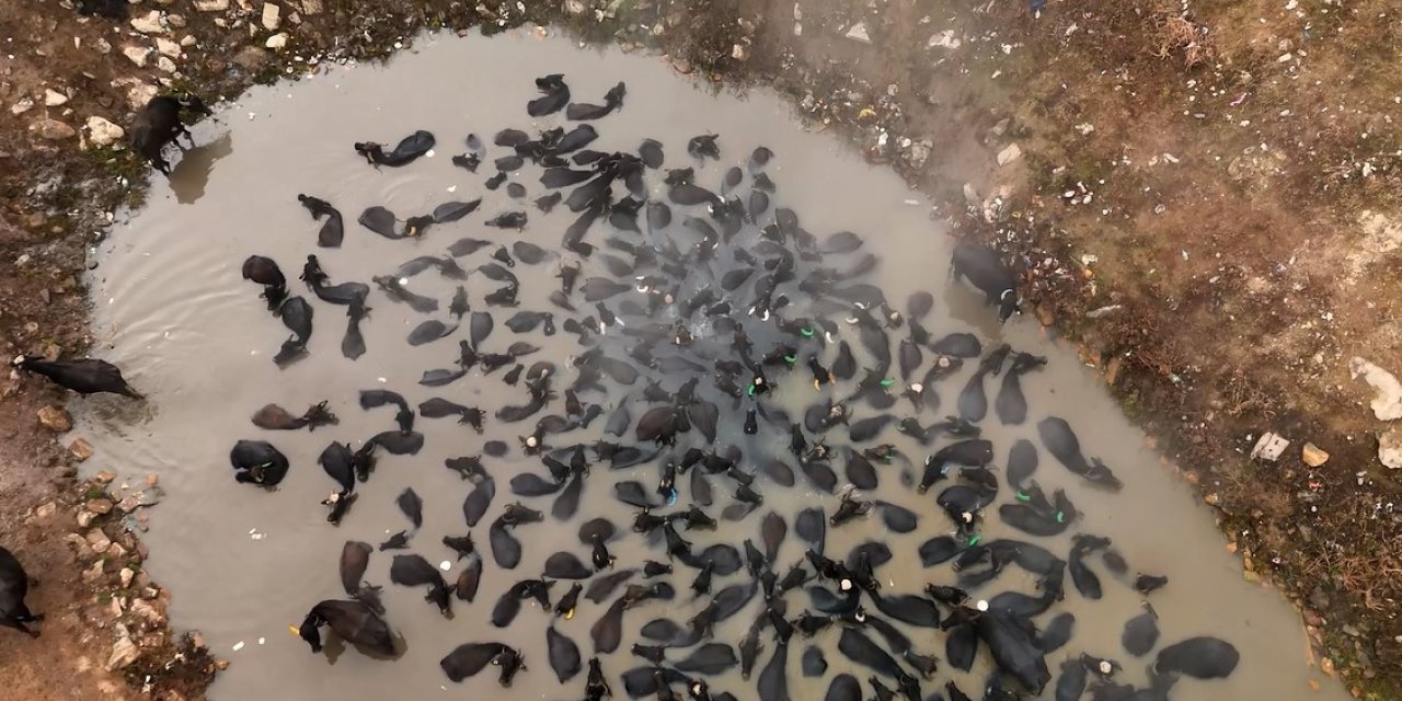 Mandaların kaplıca keyfi havadan görüntülendi