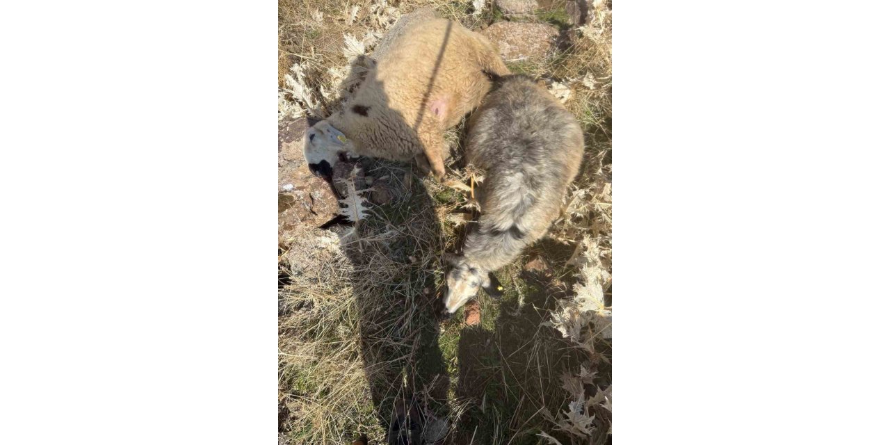 Sürüden ayrılan koyunları kurt kaptı: 28 koyun telef oldu