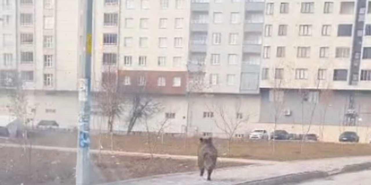 Bitlis’te ilçe merkezinde yaban domuzu paniği