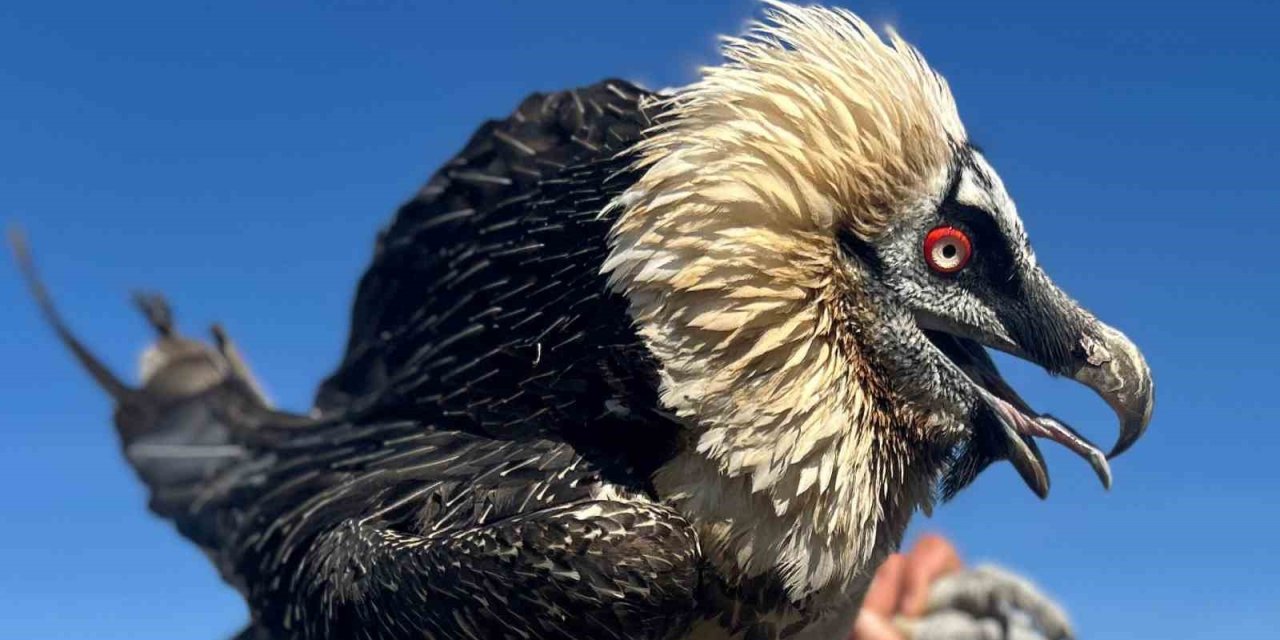 Van’da tedavi edilen yırtıcı kuşlar doğal yaşam alanına salınıyor