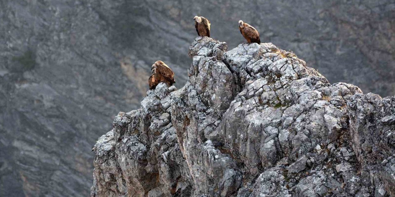 Kemaliye’de göçmen akbabalar görüntülendi