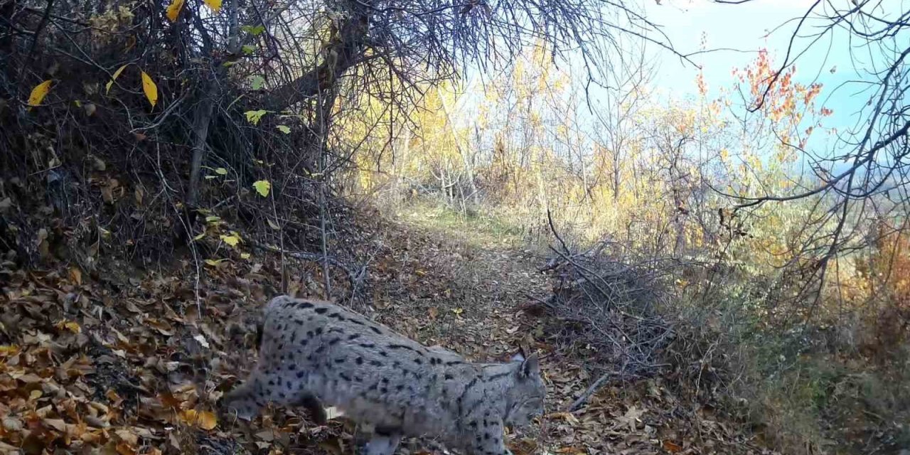 "Ormanın Hayaleti" vaşak Erzincan’da görüntülendi