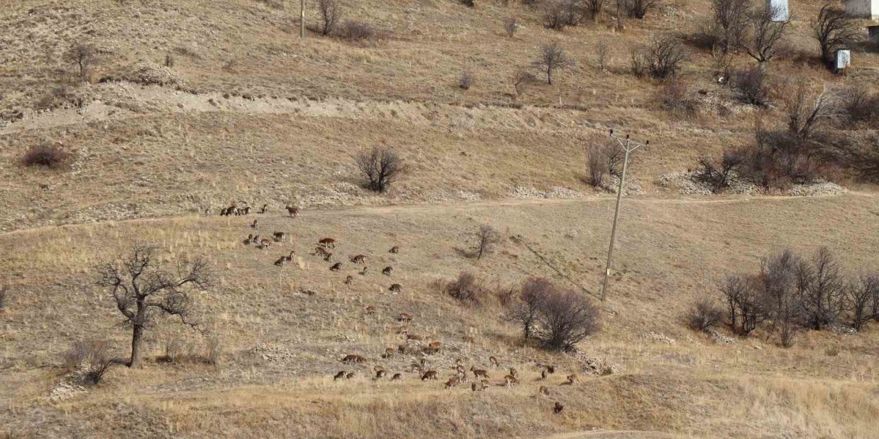 Yaban keçileri tek tek sayılıyor