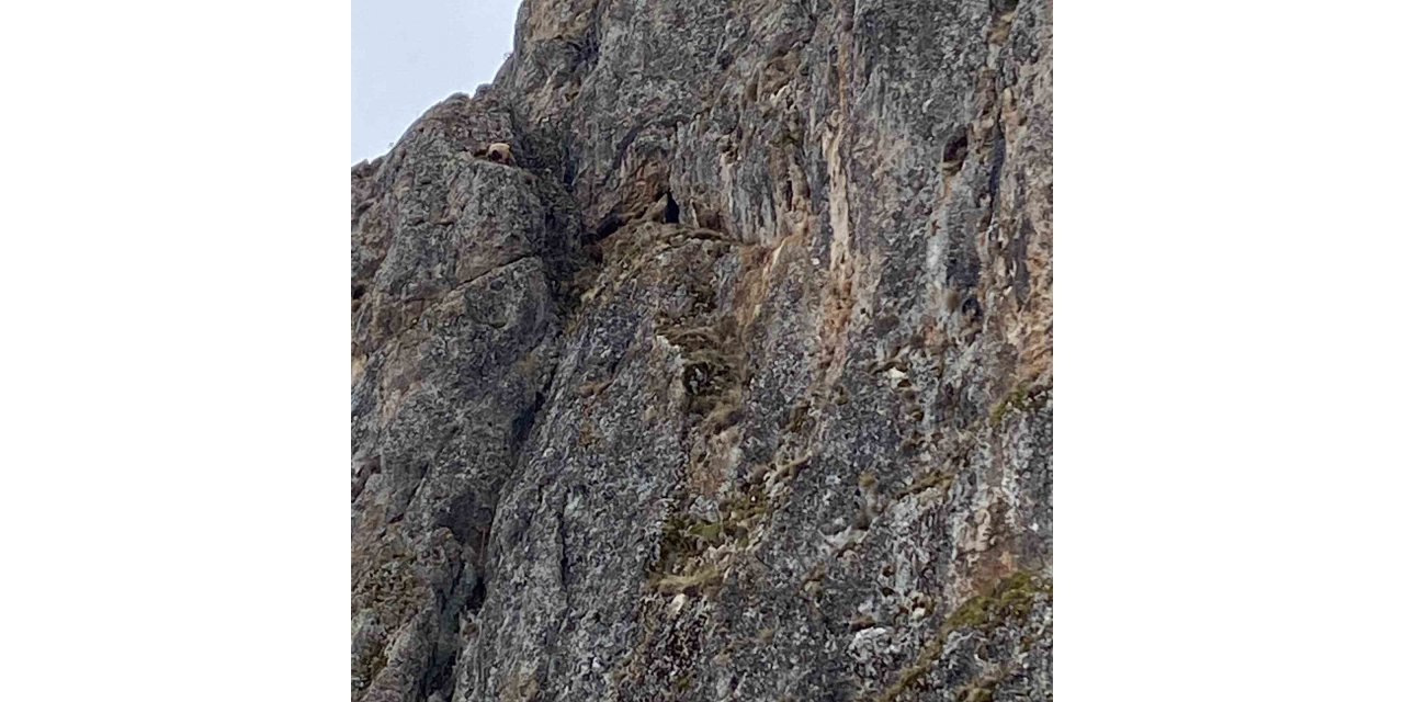 Erzincan’da mahsur kalan keçiler için JAK ve AFAD seferber oldu