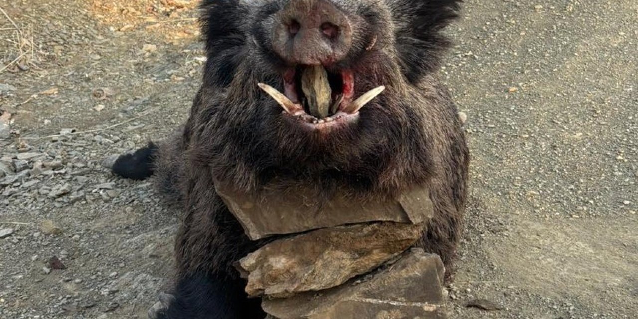 Elazığ’da avcılar 200 kiloluk domuz avladı