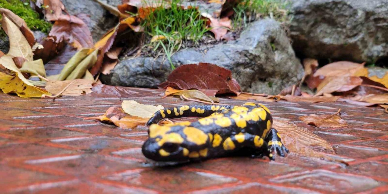 Koruma altındaki ’Benekli Semenderler’ Kemaliye’de görüntülendi