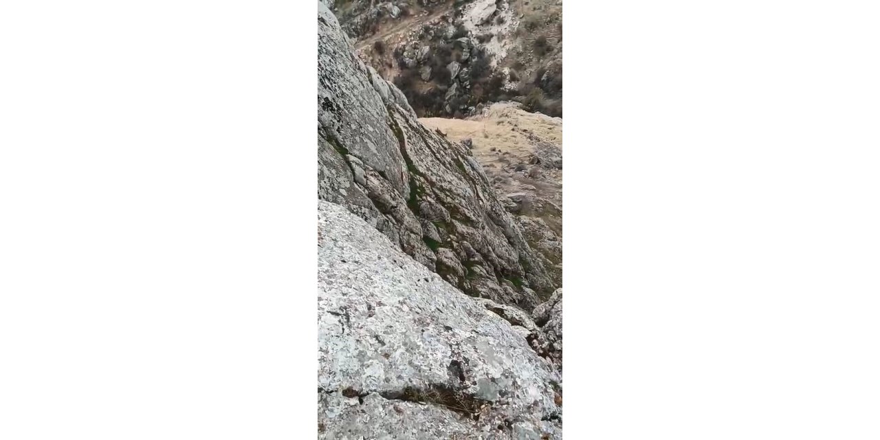 Elazığ’da dağ keçileri sürü halinde görüldü