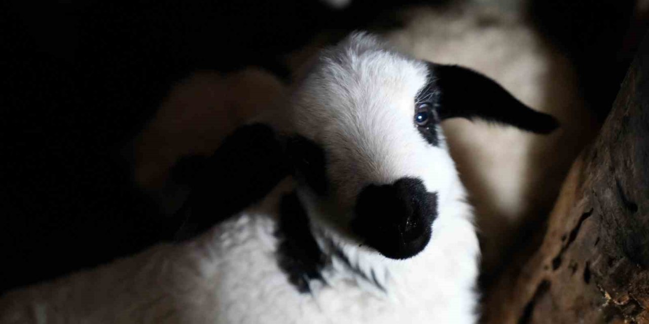 Erzincan’da yılın son kuzuları üreticilerin yüzünü güldürdü