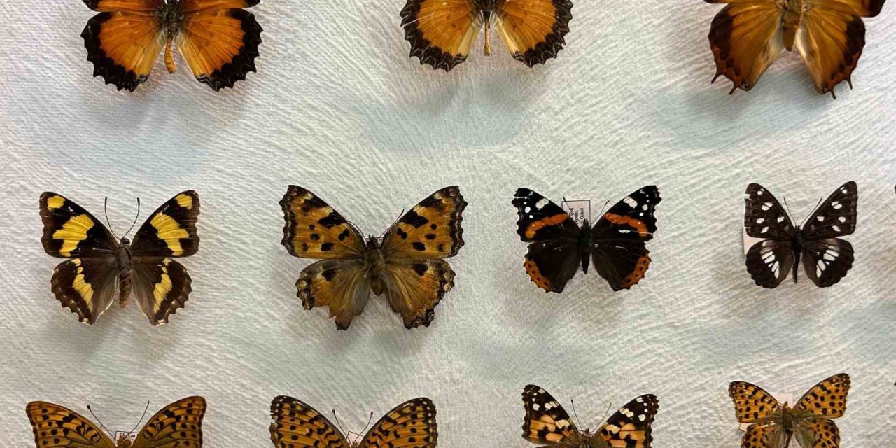 Van’da binlerce kelebeğin korunduğu araştırma koleksiyonu