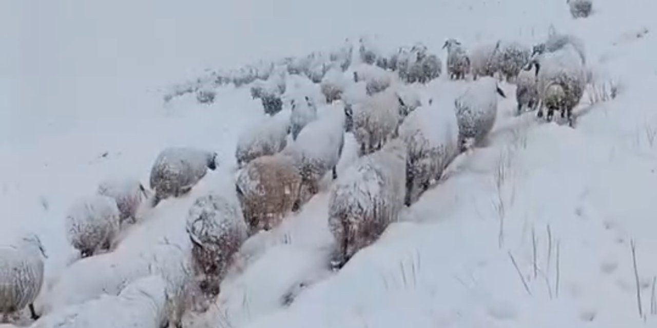 Koyun sürüsünün kar altında zorlu yolculuğu