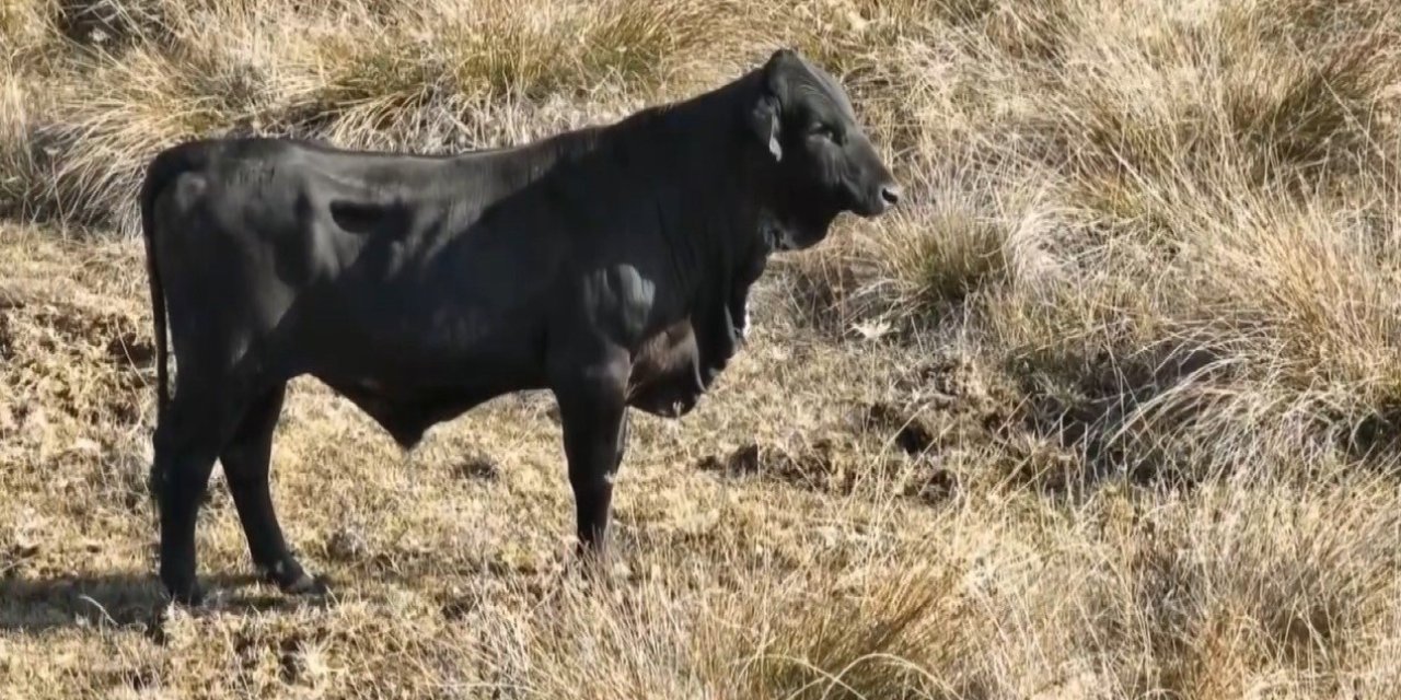 Firari angusu drone ile görüntüledi