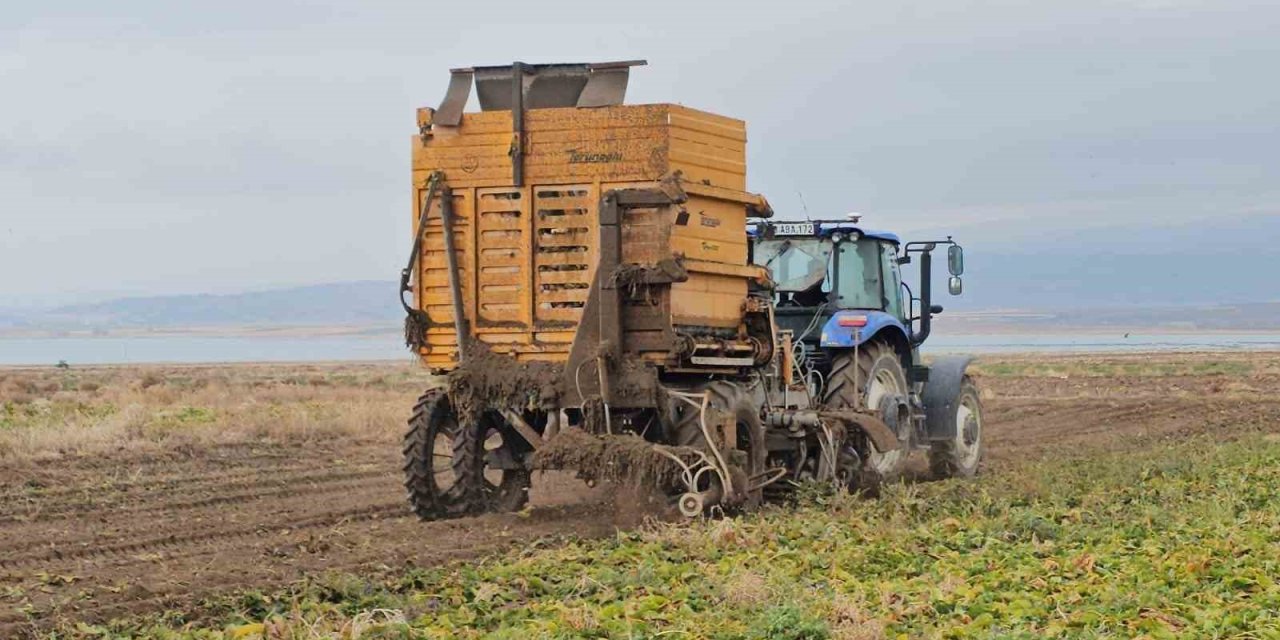 Adilcevaz’da pancar sökümü hızla devam ediyor