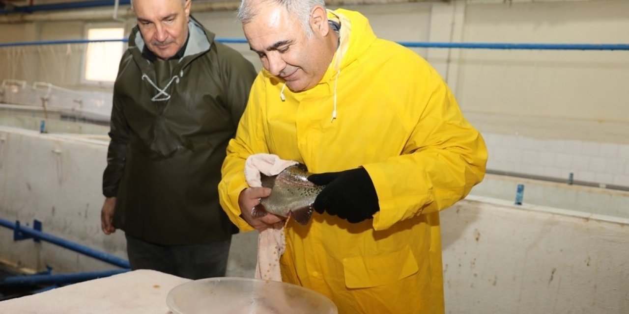 Elazığ’da alabalık sağım çalışmaları sürüyor