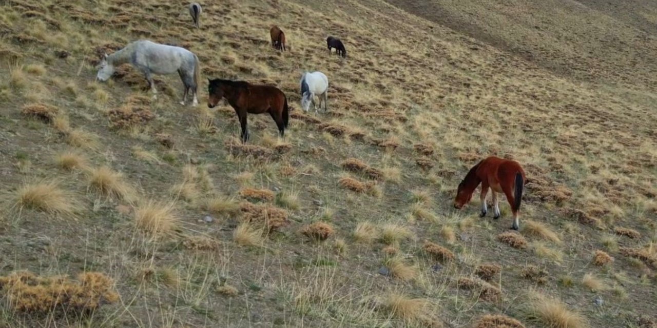 Başıboş bırakılan at ve eşekler hem trafiği hem yaban hayatını tehdit ediyor