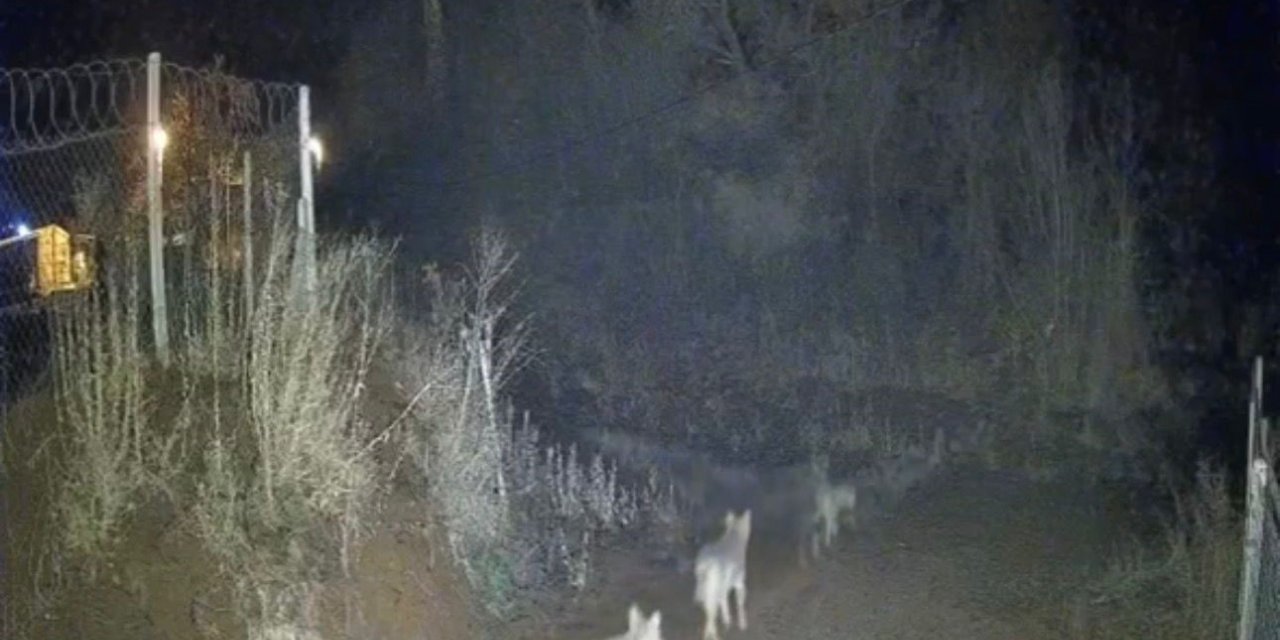 Elazığ’da kurtlar sürü halinde görüldü