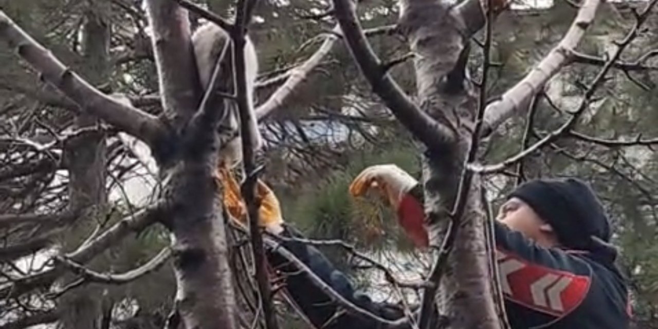 Ağaçta mahsur kalan kedi kurtarıldı