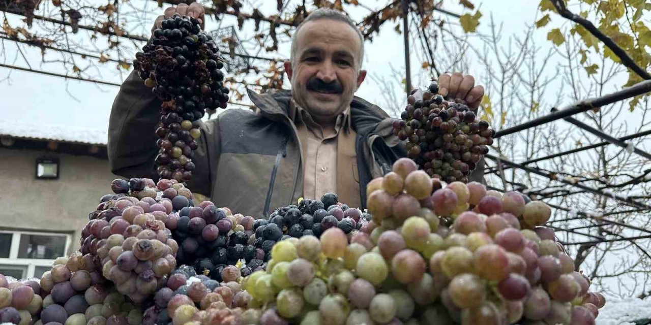 Kara kışa meydan okuyan lezzet: Kışlık üzüm dalından koparıldı