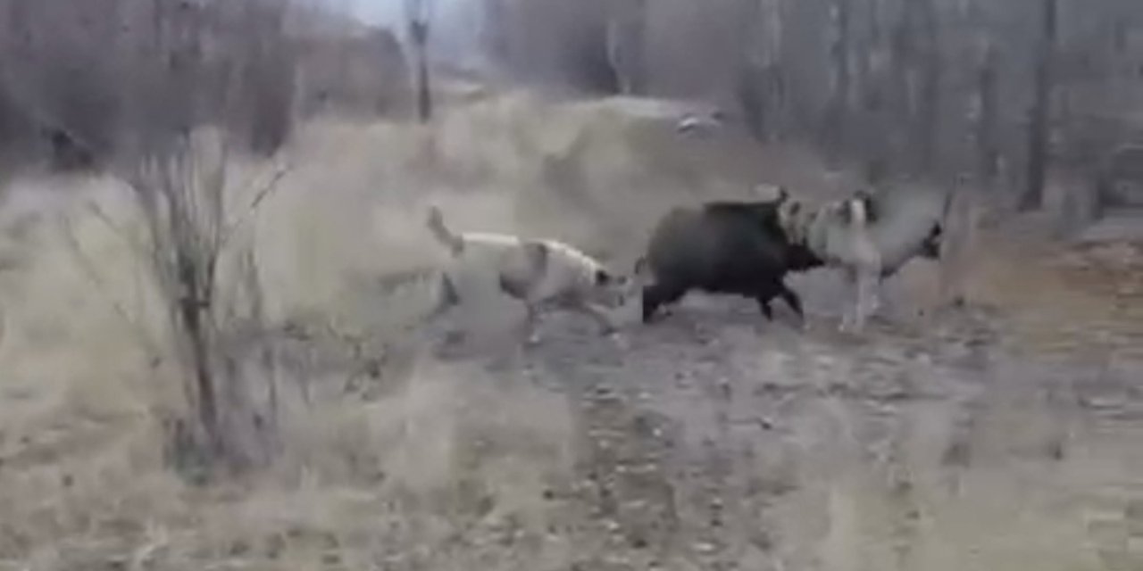 Muş’ta yaban domuzu ile çoban köpeklerinin kovalamacası kamerada