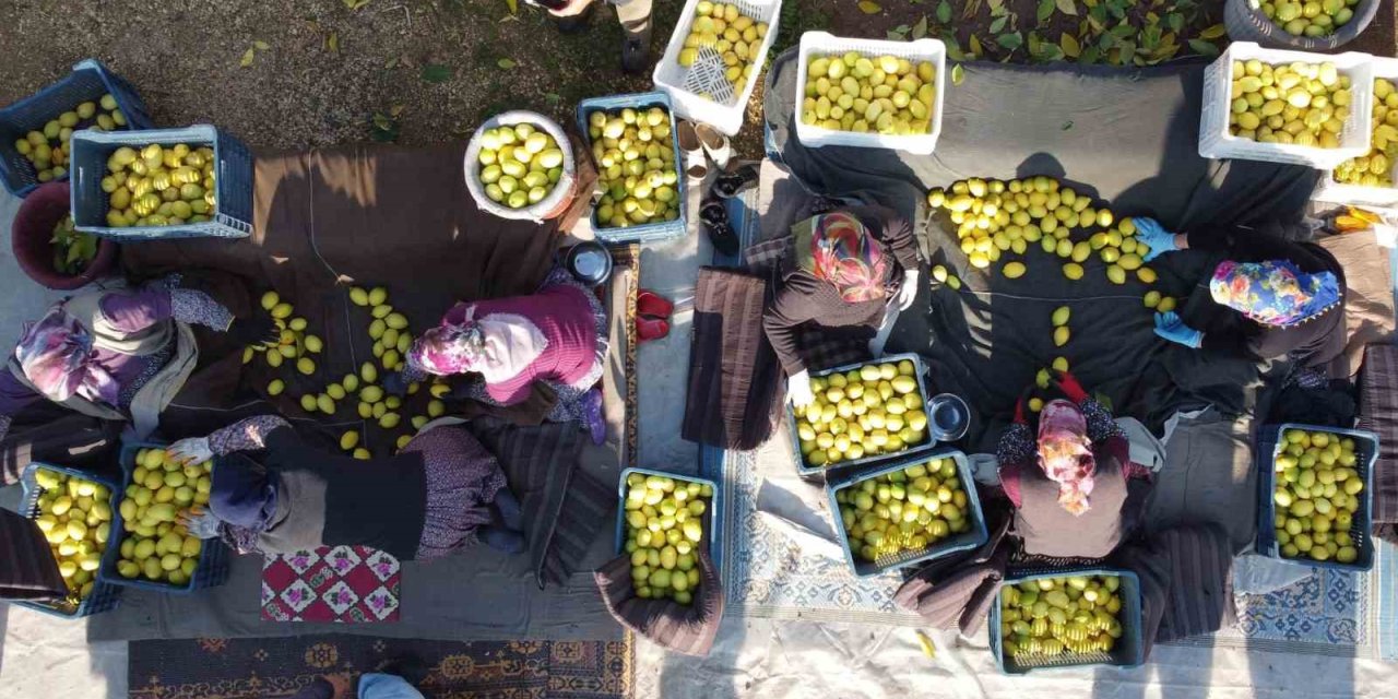 Tarım-ÜFE yıllık yüzde 31,45 arttı, aylık yüzde 1,56 azaldı